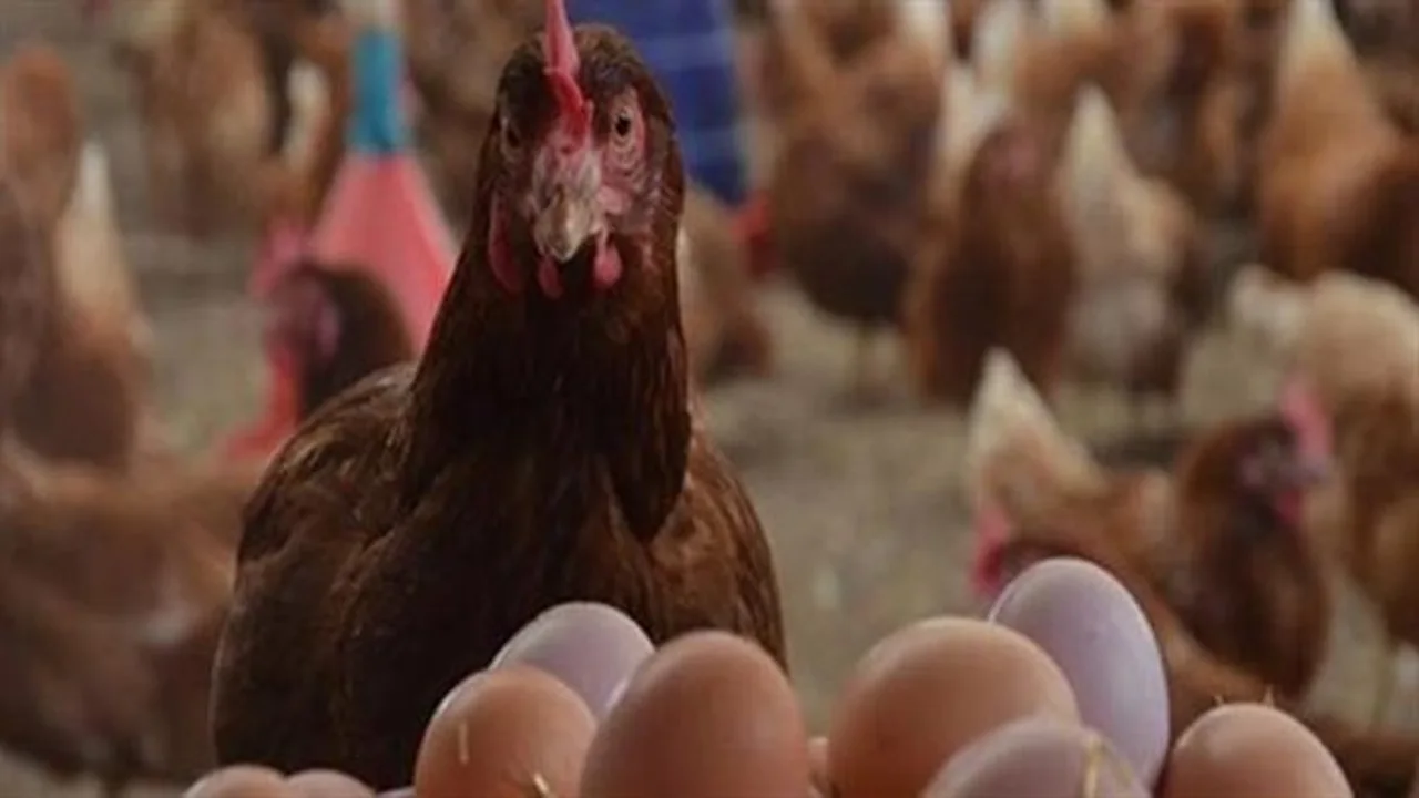 تحديث المزرعة.. تباين أسعار الدواجن الساسو والأمهات قبل وصولها لمائدة المستهلك